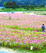 山形県 寒河江市 道の駅さがえ チェリーランド 河川敷公園